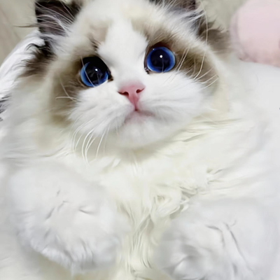 布偶猫幼崽蓝双海双异瞳仙女猫幼猫纯种蓝眼睛波斯系活物宠物猫咪