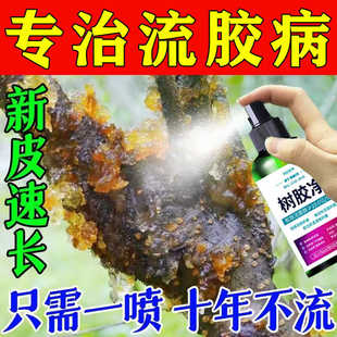 流胶病专用药治杏树樱桃树柑橘李子树流胶一喷净疮痂病穿孔杀菌剂