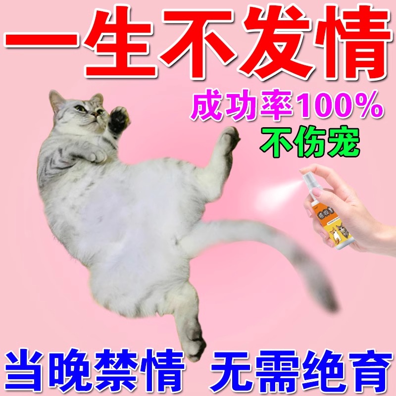 猫咪不发情绝育猫咪用品大全