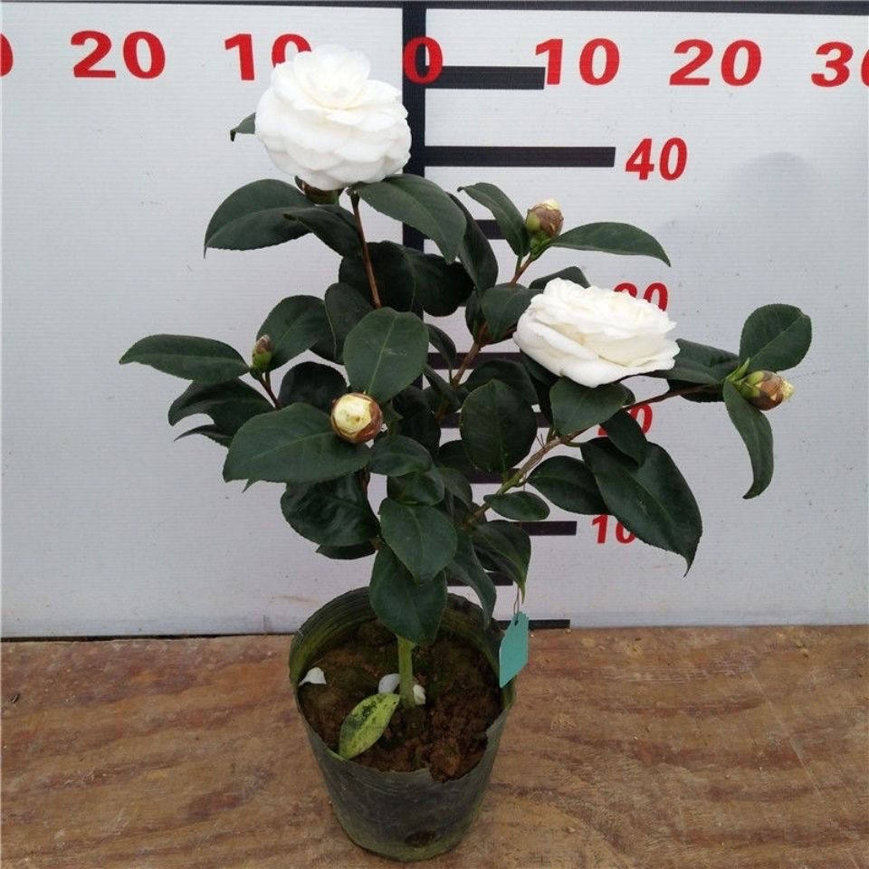 东方亮茶花树苗室内花卉