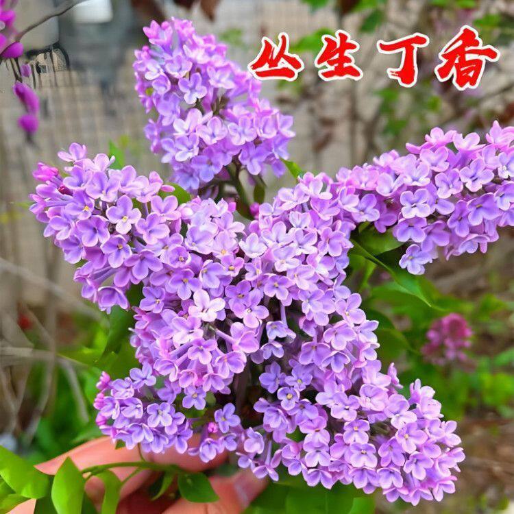 丁香树苗四季庭院种植盆栽