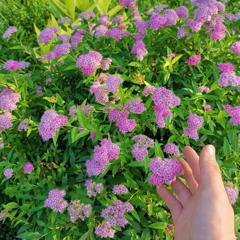 金焰绣线菊木本花卉耐热耐寒多年