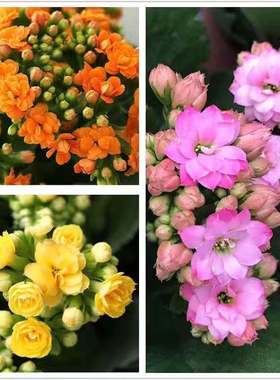 长寿花盆栽花卉重瓣大花红霞植物室内绿植带花苞阳台庭院精品好养