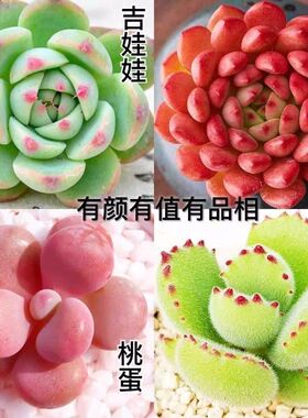 新款高档新手好养肉肉红色群生萌肉组合阳台办公室创意盆栽绿植花
