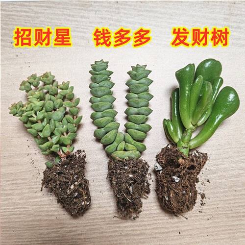 多肉植物组合新手阳台室内好养