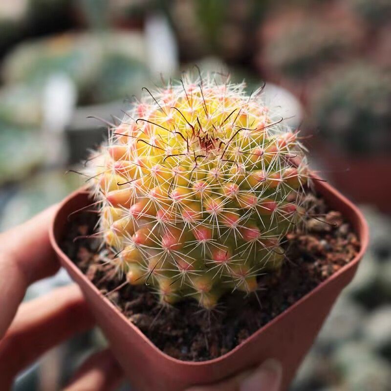 红娜仙人四季植物多肉仙人球花卉
