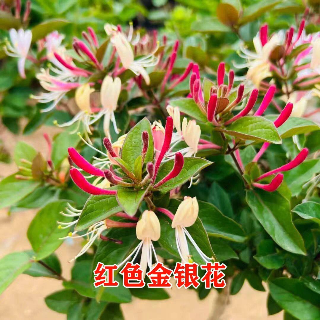 红色金银花树苗庭院阳台爬藤植物花盆栽庭院阳台花卉四季开花盆景