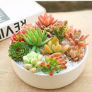 多肉植物组合盆栽网红爆款 新手套餐水培大颗好养室内精品肉肉带盆