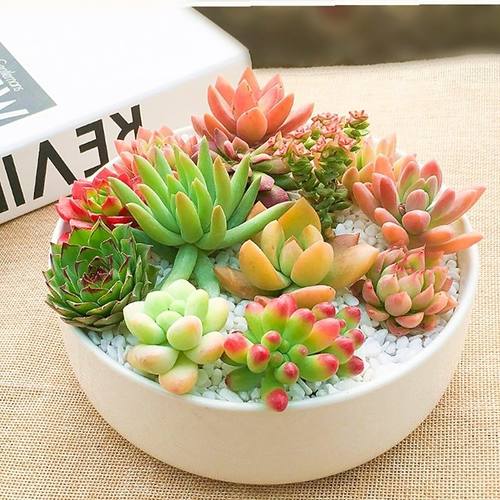 网红爆款新手套餐精品肉肉带盆