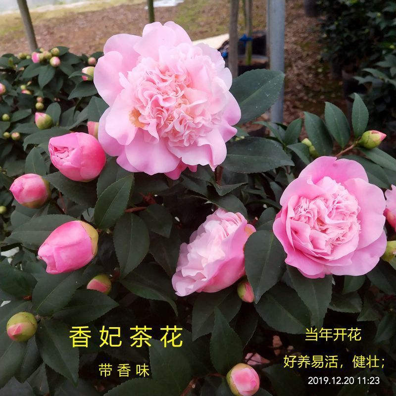 茶花盆栽带花苞浓香型