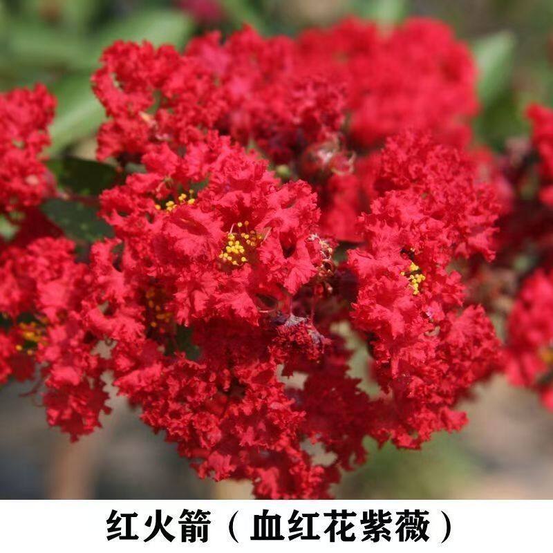 紫薇花桩大树庭院树室外绿化耐寒风景户外紫花四季百日红盆栽耐热