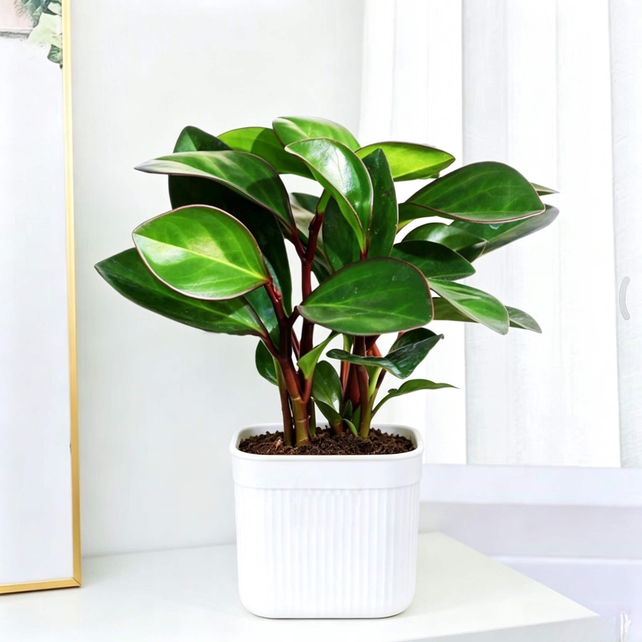 紫边碧玉室内观叶绿植四季常青