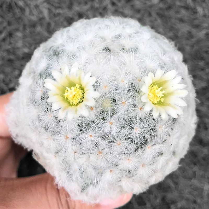 白星毛绒仙人球盆栽易养