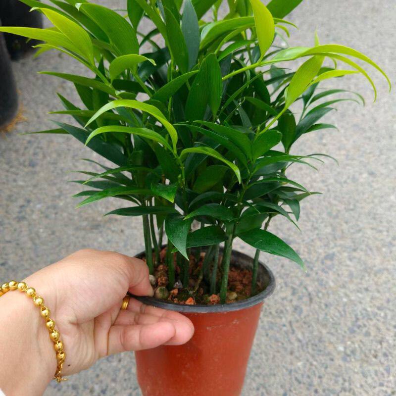 竹柏水培兴旺竹盆栽四季常青客厅绿植好养长寿竹观叶植物桌面绿植