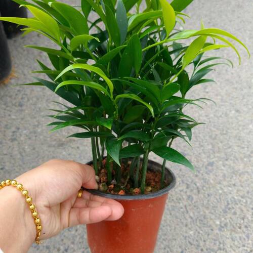水培竹柏四季常青好养观叶植物