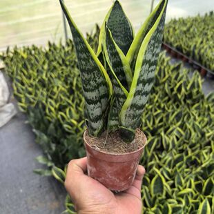 金边虎皮兰盆栽室内绿植花卉客厅净化空气高颜值好养金边美人兰花