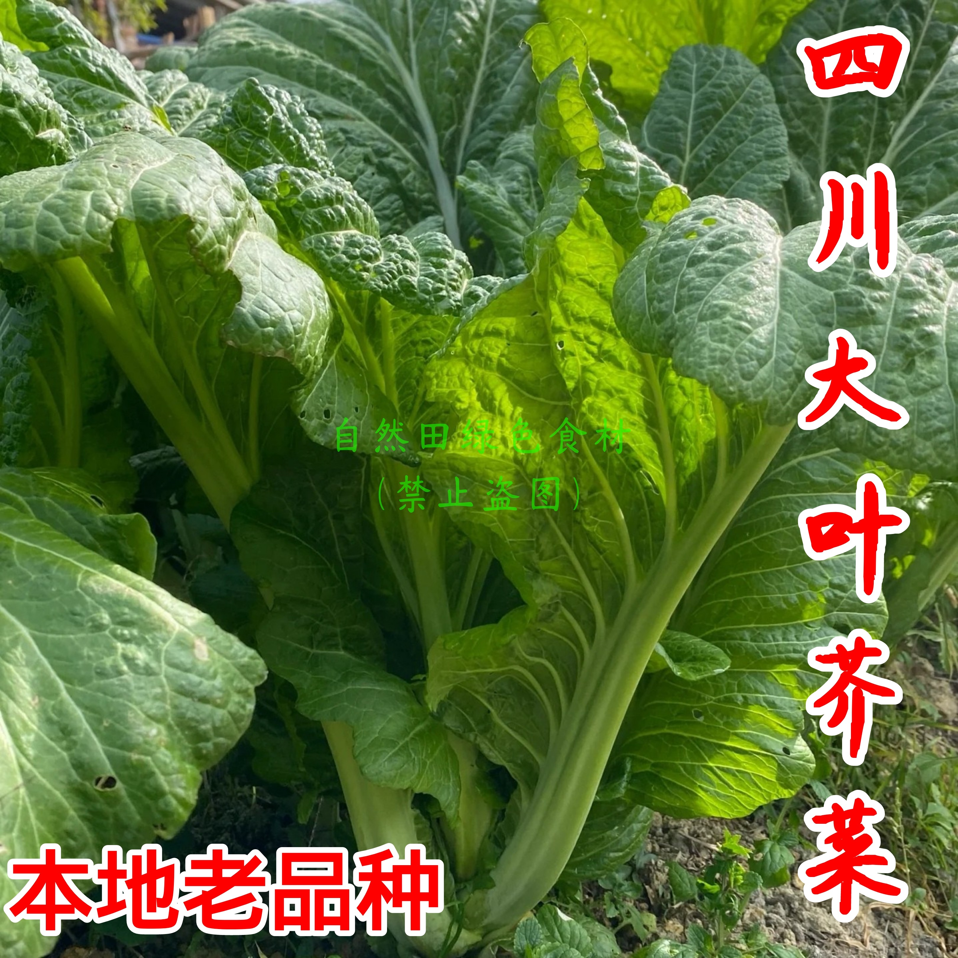 四川老品种大芥菜本地农家自留老品种青菜泡酸菜按盐菜老式非转