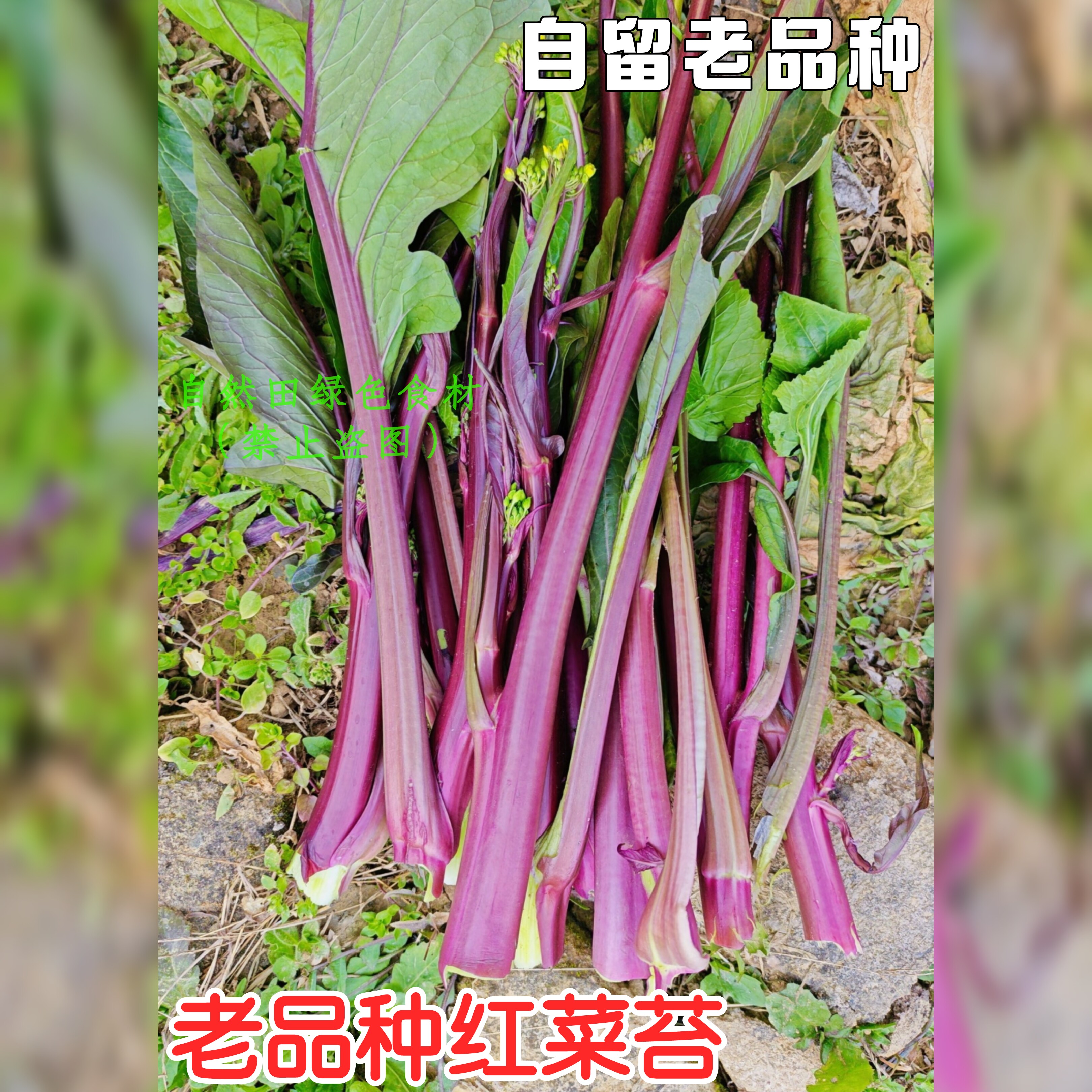 四川老品种红菜苔籽传统紫菜苔口感脆甜老式非转耐霜冻
