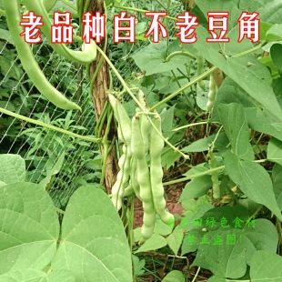 本地老品种白不老豆角白架豆农家自留老品种白不老四季豆非转基因