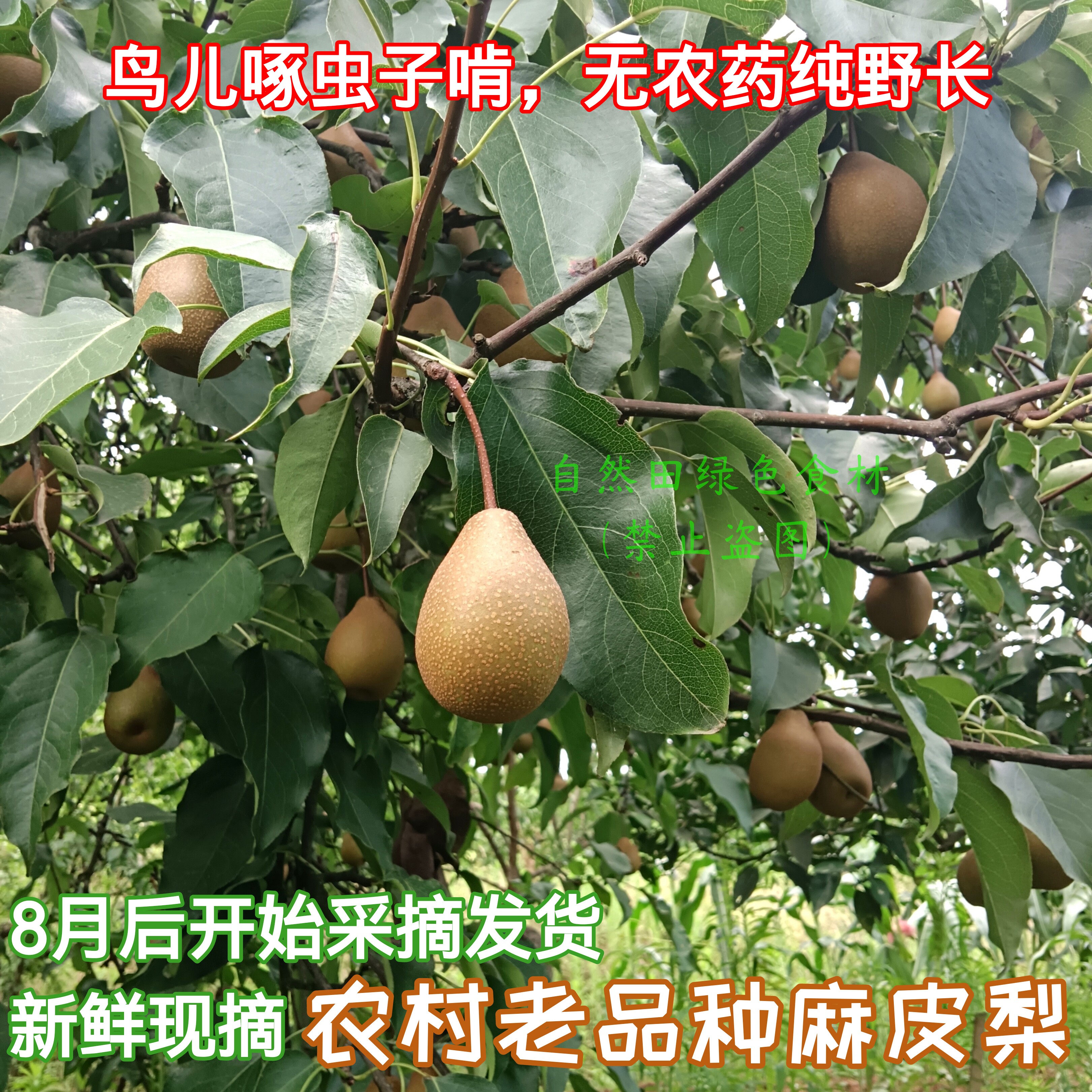 老品种黄皮梨农村麻皮梨新鲜现摘