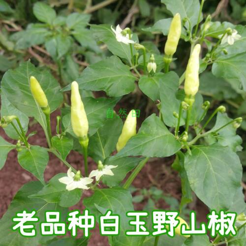 老品种野山椒小米辣椒农家自种