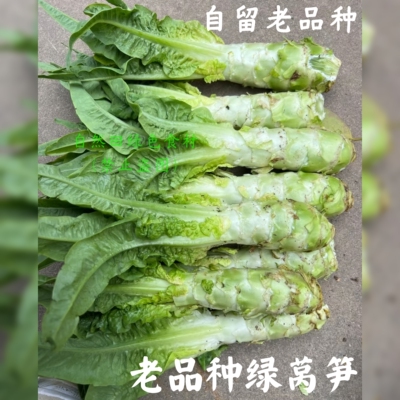 本地老品种绿叶莴笋农家自种新鲜莴苣头尖叶口感脆嫩老式非转