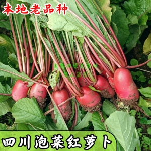 四川本地老品种红萝卜农家传统自种红皮白心萝卜炒食易熟生长快