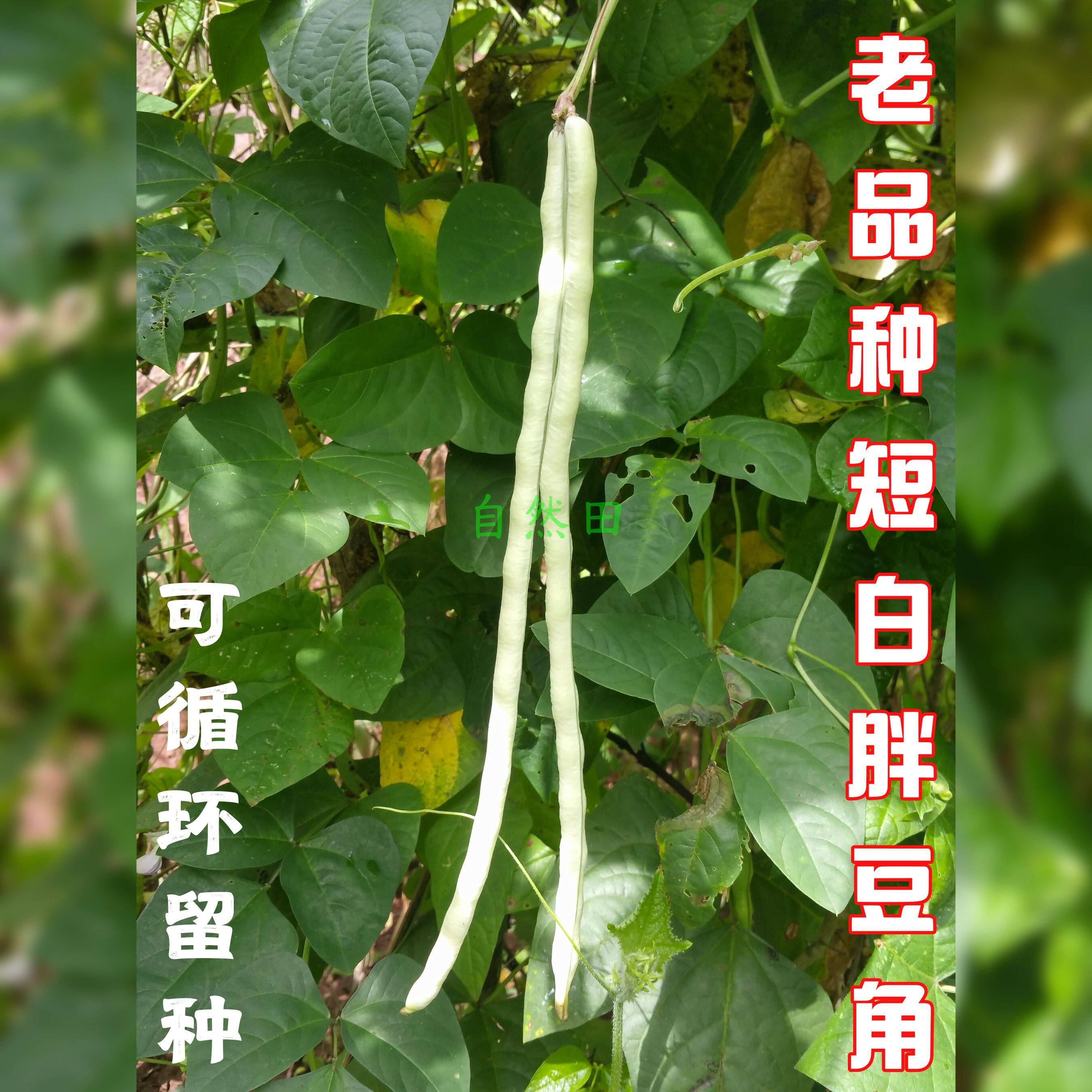 本地老品种白胖子豆角农家自种短白胖豇豆好吃有豆角味老式非转