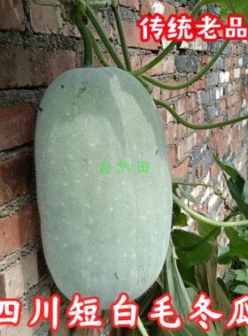 四川本地老品种短白毛冬瓜农家自种传统小时候大冬瓜老式非转