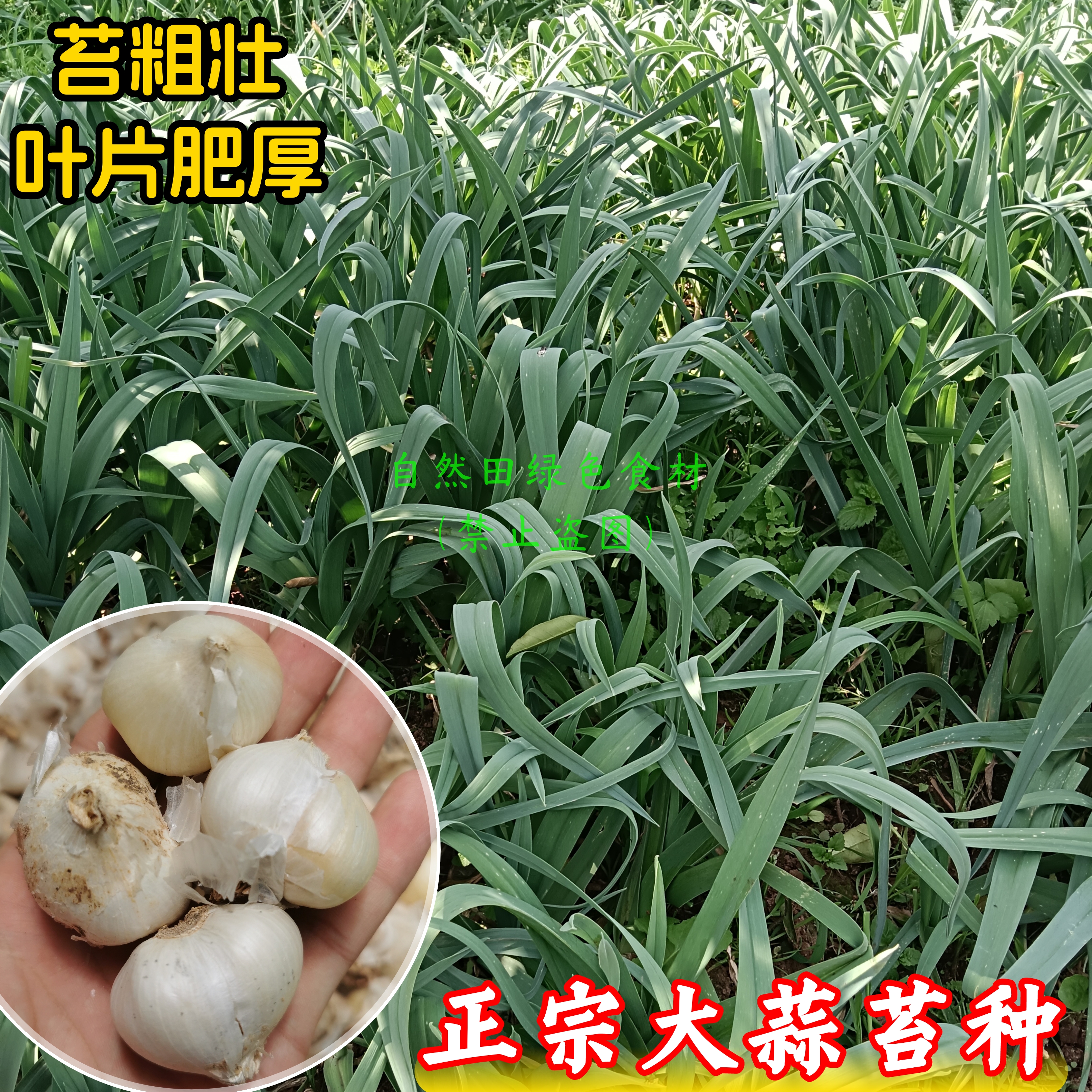 正宗大蒜苔种农家种植老品种今年新收大蒜子蒜薹粗可循环留种