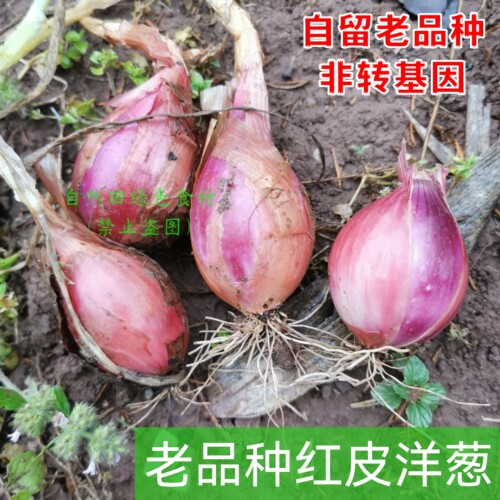老品种红皮土洋葱可自留种