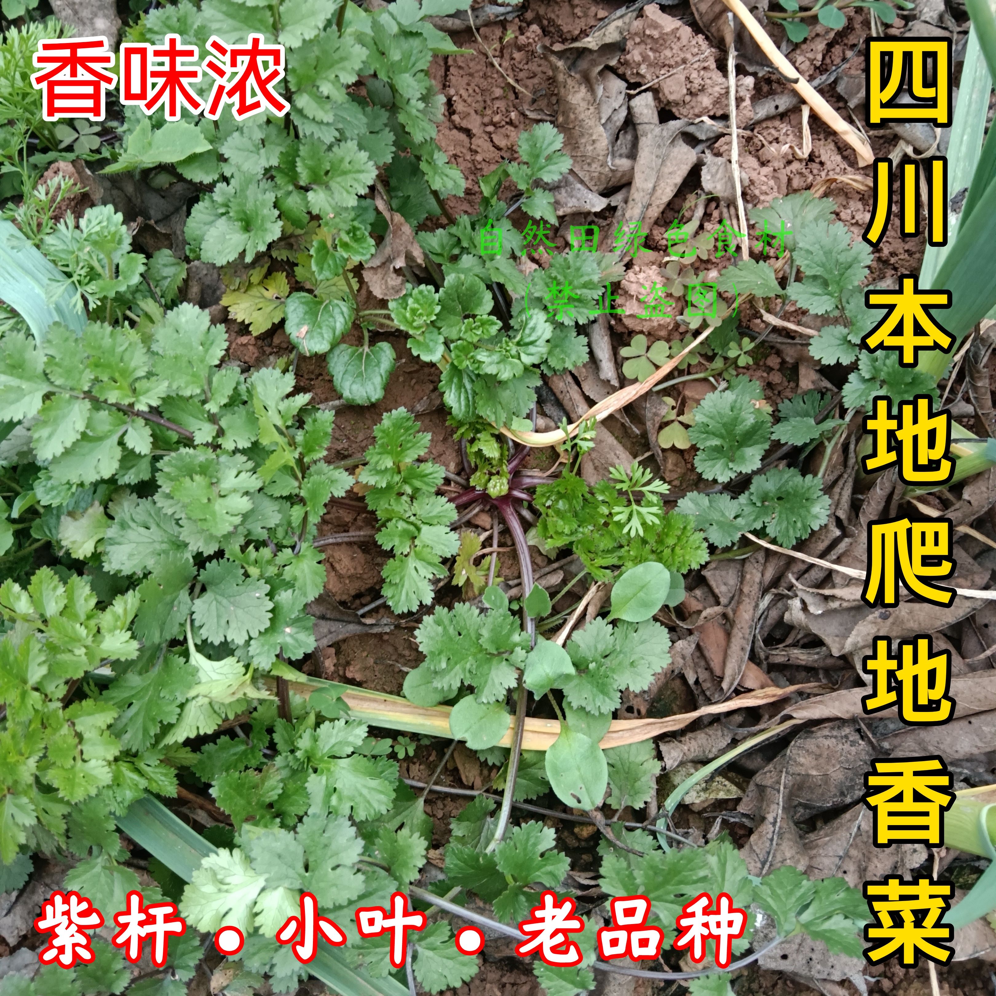 本地小叶芫荽古老品种紫杆香味浓