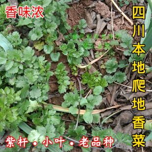 四川爬地香菜紫杆老品种小细叶香菜芫荽盐须香味浓老式非转