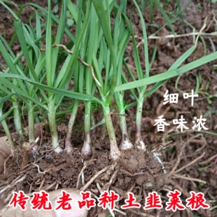 四川本地小叶韭菜根苗农家自种传统土韭菜老品种紫根白根香味浓
