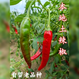 四川老品种土辣椒农家自种新鲜本地土辣子老式非转辣子辣椒很辣