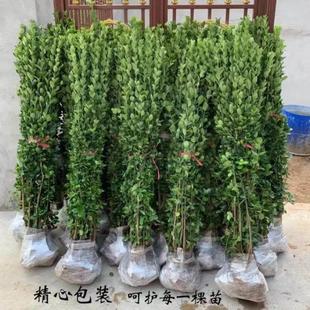 冬青树苗篱笆墙直立植物四季长青耐寒北海道黄杨绿化室外围栏绿植
