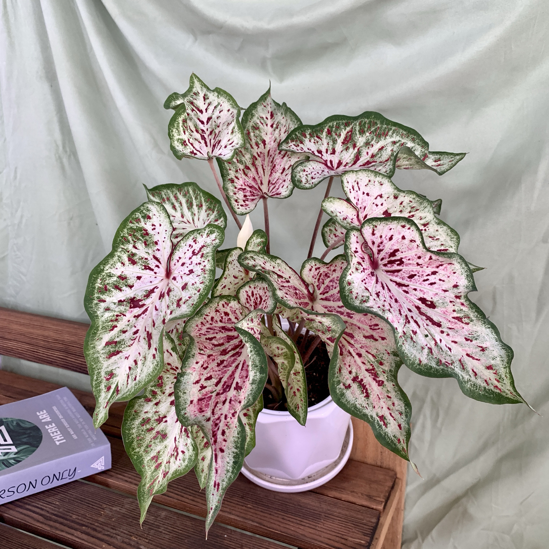 白日梦进口彩叶芋 热植净化空气好养活阳台办公室绿植花卉