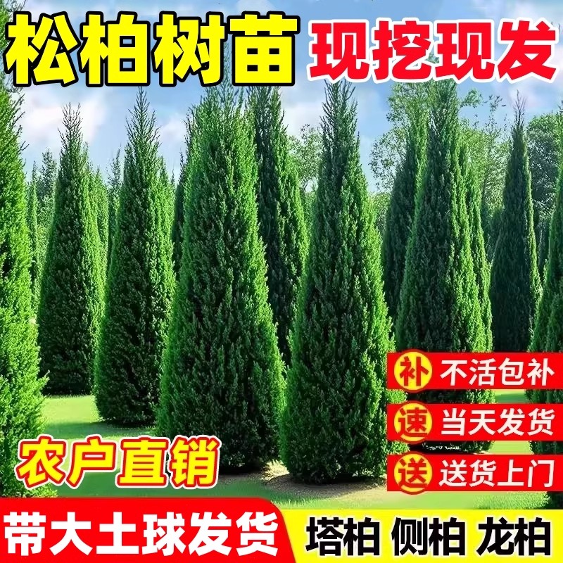 松柏树苗四季常青柏树塔柏侧柏大号树苗道路绿化易活好养圆柏松树图片