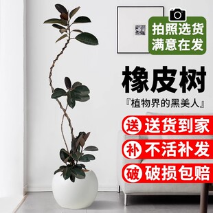 黑金刚橡皮树客厅大盆栽造型室内绿植高级感真树好养老桩大型植物