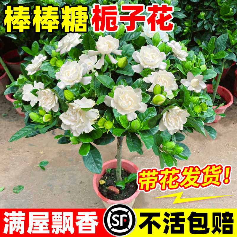 独杆棒棒糖栀子花树苗盆栽花卉植物室内开花四季带苞阳台绿植好养,鲜花速递/花卉仿真/绿植园艺,时令草本花卉,淘宝优惠券,粉丝福利购,淘宝优惠卷