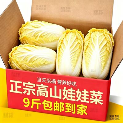 云南娃娃新鲜现砍脆嫩甘甜正宗火锅批发蔬菜自种小白菜新鲜便宜