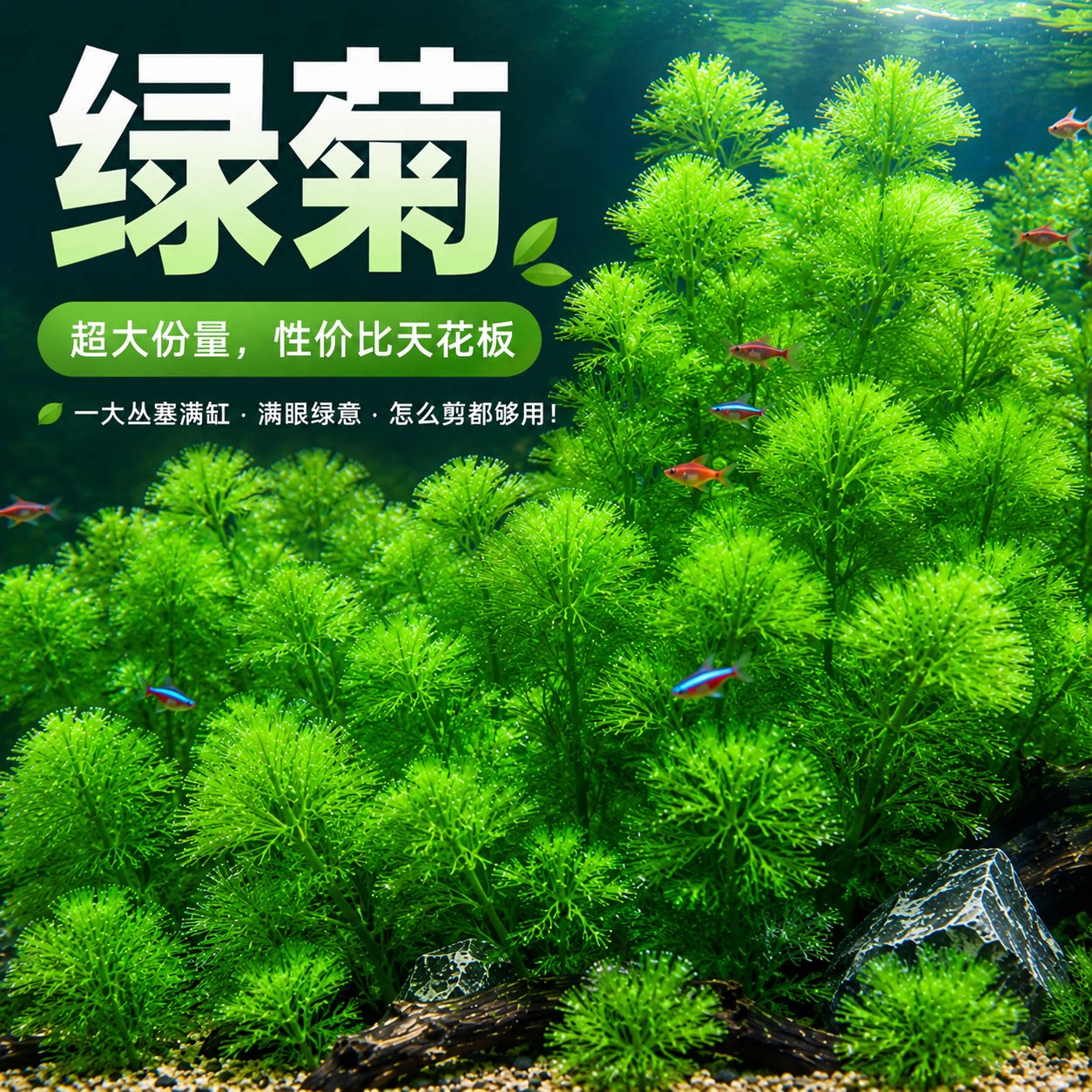 无需二氧化碳新手懒人水草