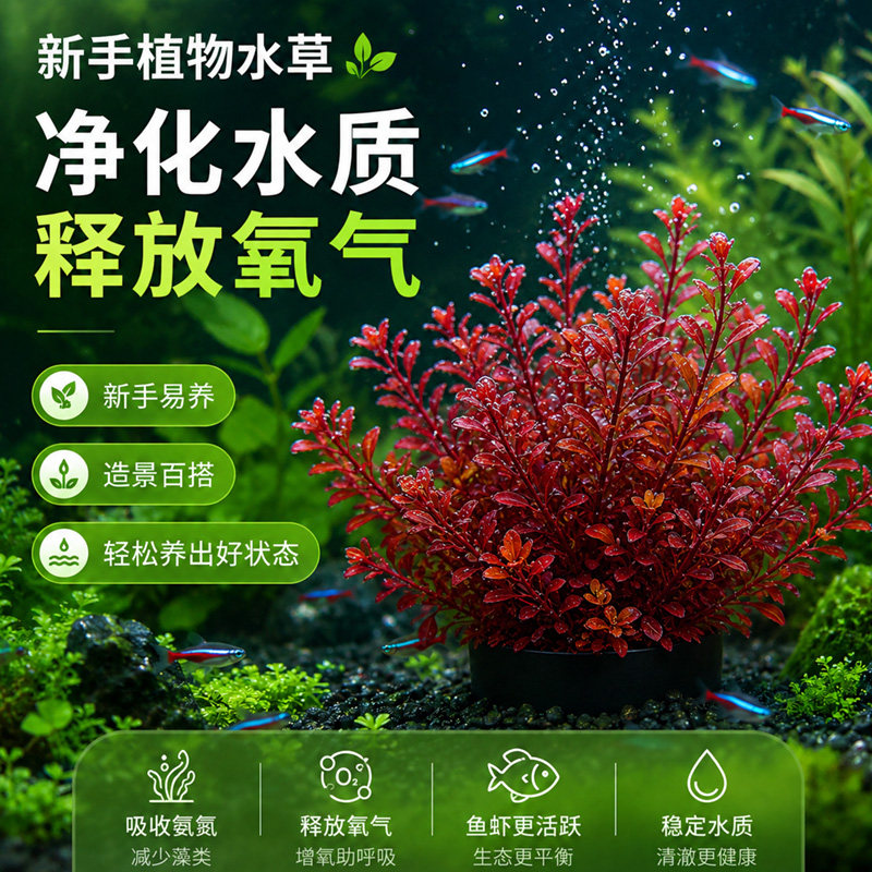 植物水草金鱼藻蜈蚣坨草专用鱼缸新手造景摆件水培植物增氧火山石