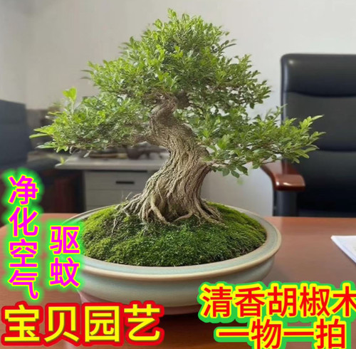胡椒木清香盆景老桩盆栽阳台花卉办公室植物矮霸客厅造型窗台好养