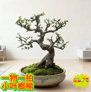 小叶榔榆老桩矮霸造型盆栽室内客厅阳台庭院绿植办公室花卉好养活