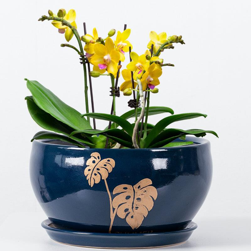 花盆陶瓷大号创意个性绿植盆栽蝴蝶兰绿萝带分离托盘吸水透气花盆