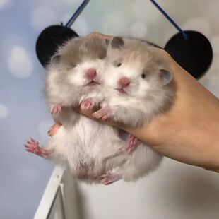 家养长毛金丝熊蜜色卷毛波利熊鸽灰宠物鼠西施熊黑波黄波火波蓝波