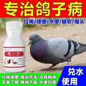 沙门氏菌鸽瘟康新城疫鸽子拉稀水便绿便鸽瘟歪脖缩头炸毛甩食