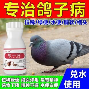 沙门氏菌鸽瘟康新城疫鸽子拉稀水便绿便鸽瘟歪脖缩头炸毛甩食