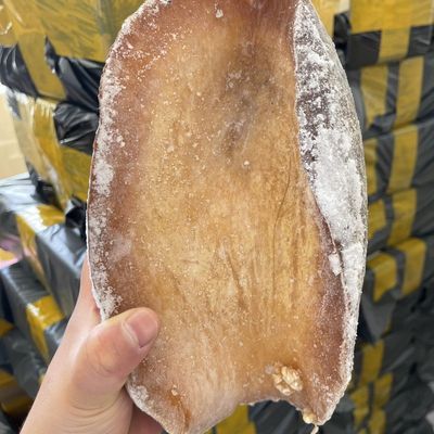 俄罗斯风味大鲍罗黄金鲍一只4斤肉质嫩火锅刺身可涮顺丰塞内加尔